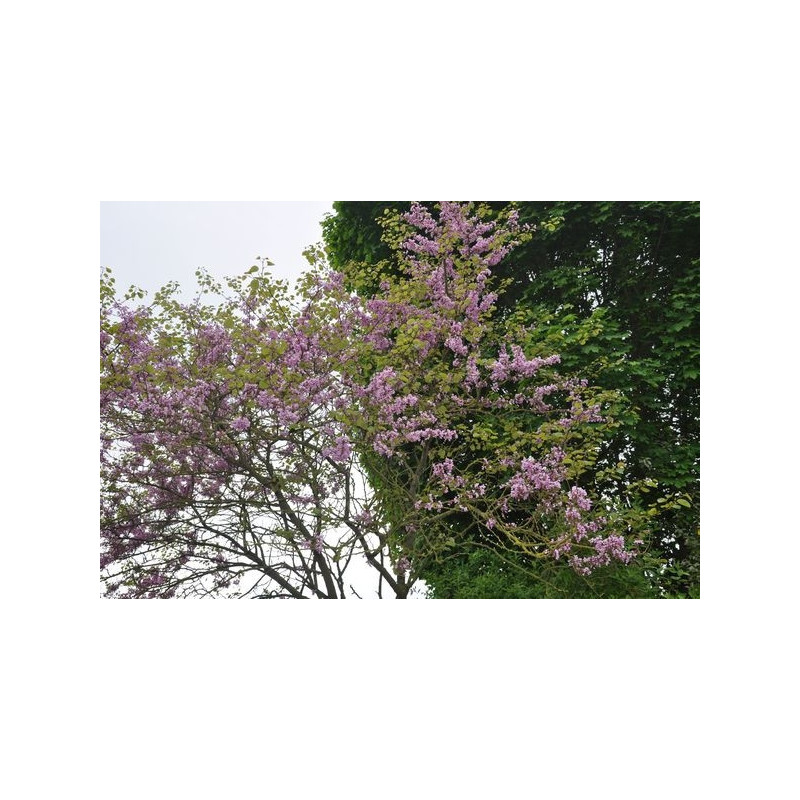 arbre de judée en fleurs au printemps