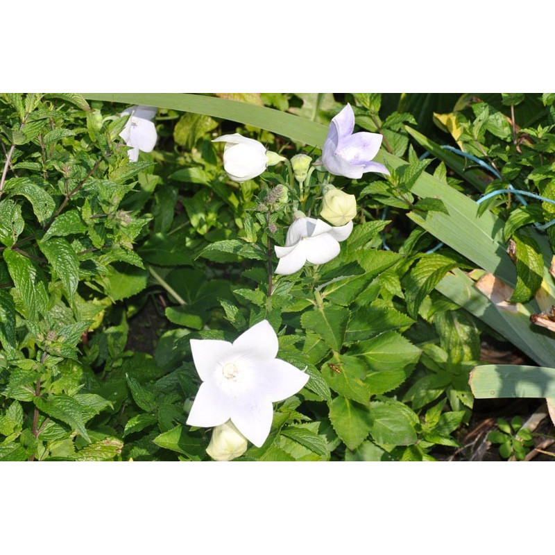 Platycodon grandiflorus