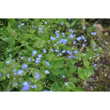 myosotis du Caucase