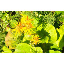 Ligularia dentata