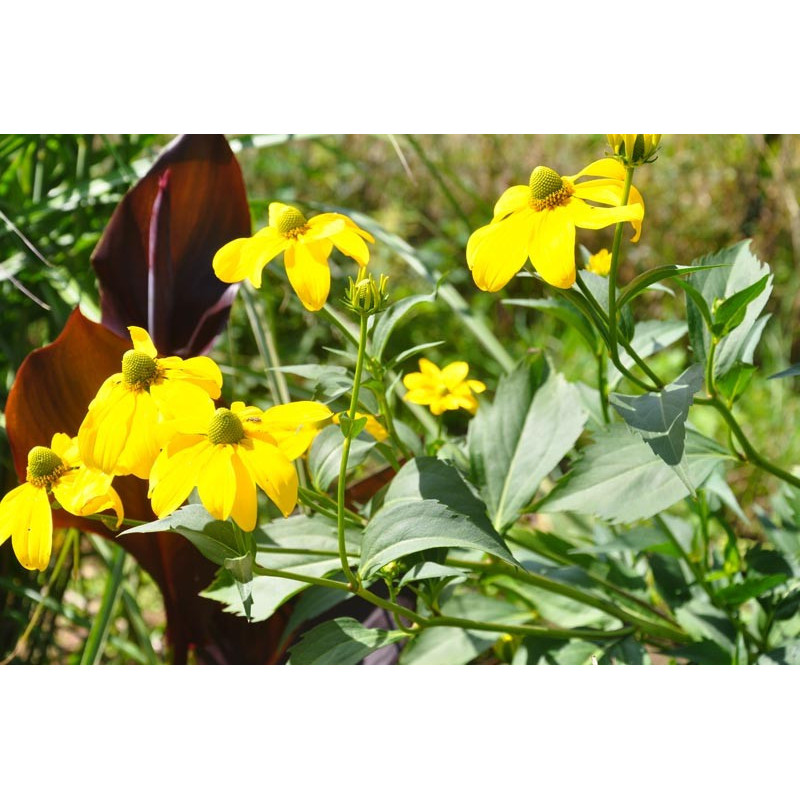 Helenium hybrides 