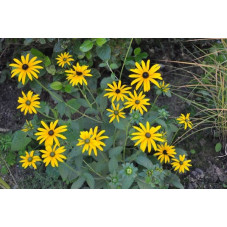 rudbeckia fulgida - goldsturm