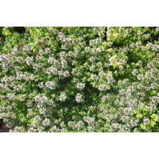 Thymus  (thym)