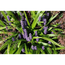 Liriope muscari