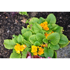 Primula   (primevère des jardins)