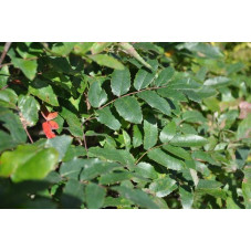 feuilles persistantes du mahonia aquifolium