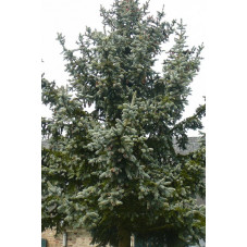 Picea pungens " kosteriana "