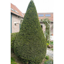 Taxus baccata ( if commun )