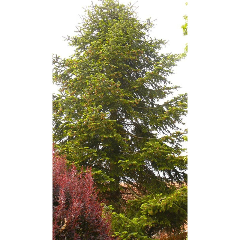 Abies nordmanniana (sapin du caucase) Abies nordmanniana (sapin du caucase)