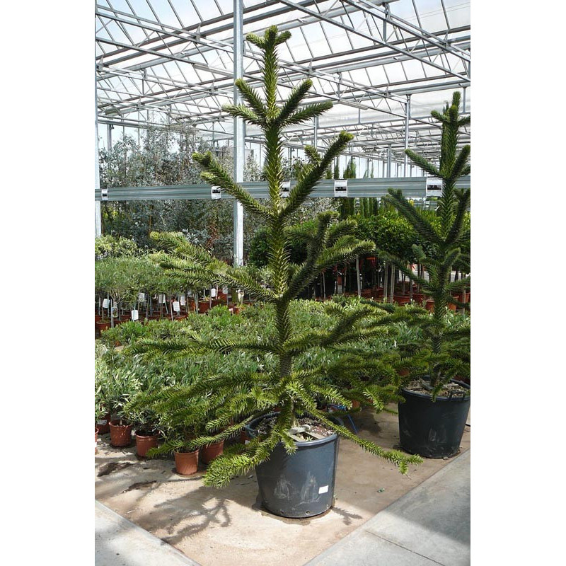 Araucaria araucana