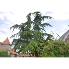 Cedrus deodora en grand sujet de plus de 30 ans