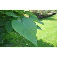 feuille du catalpa boule