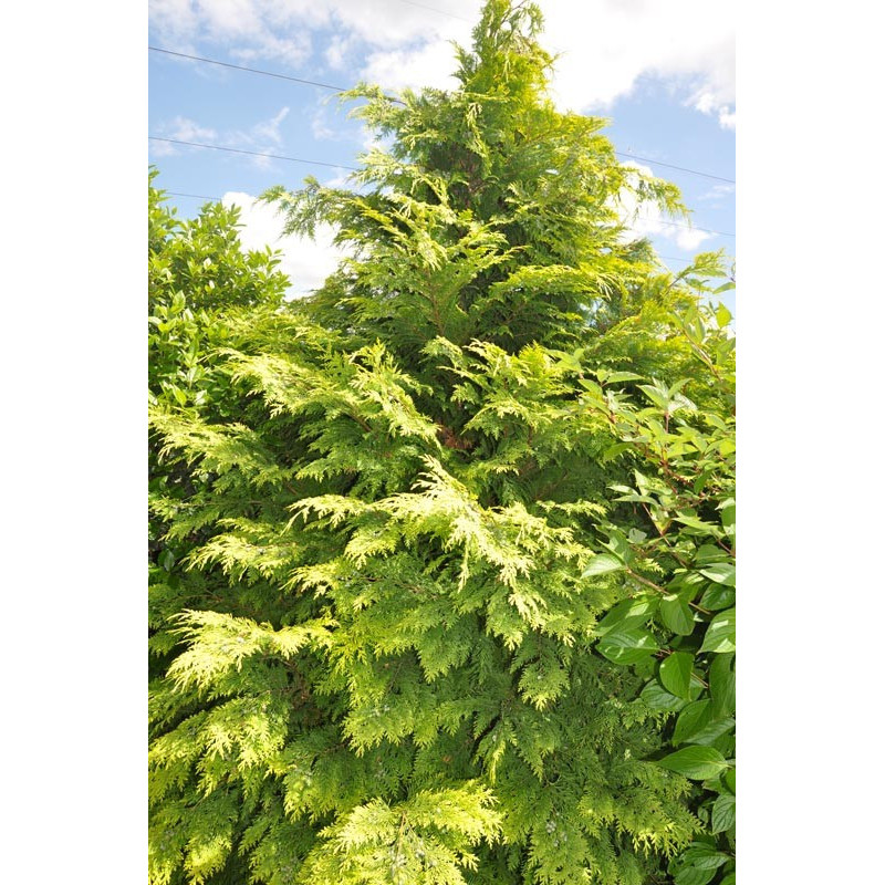 Chamaecyparis lawsoniana "stewartii"