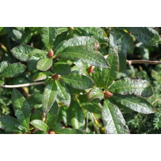 feuilles de l'azalée mollis