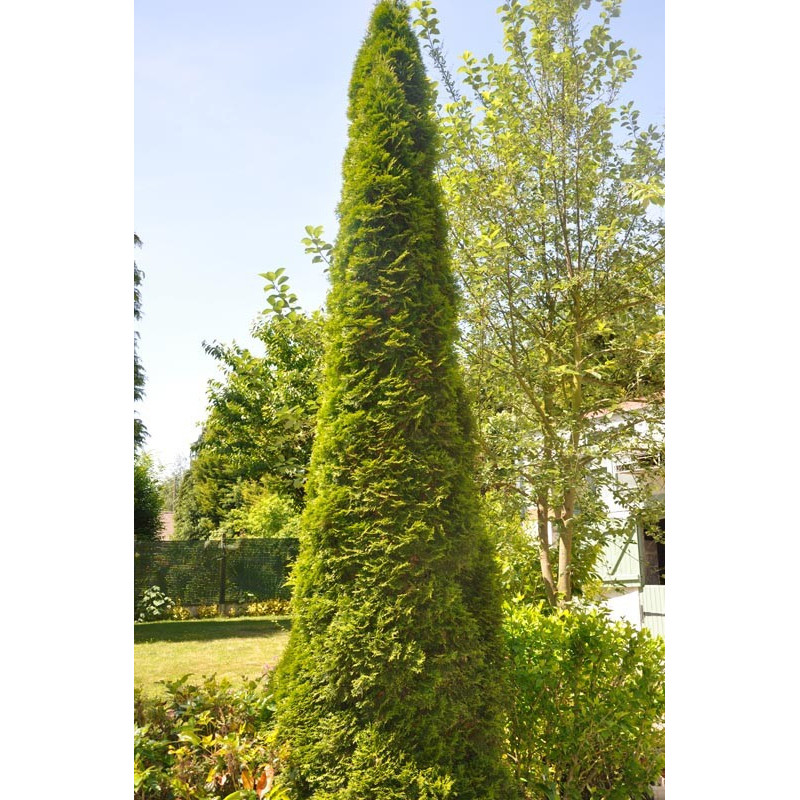 Thuja occidentalis "emeraude"