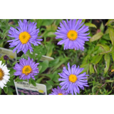Aster des Alpes