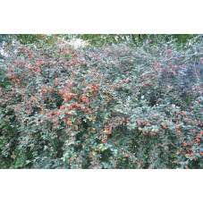 Cotoneaster franchetii