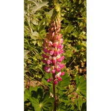 lupin de russel rose