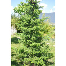 Picéa abies