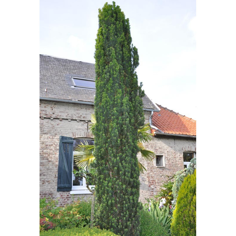 taxus baccata fastigiata taxus baccata fastigiata
