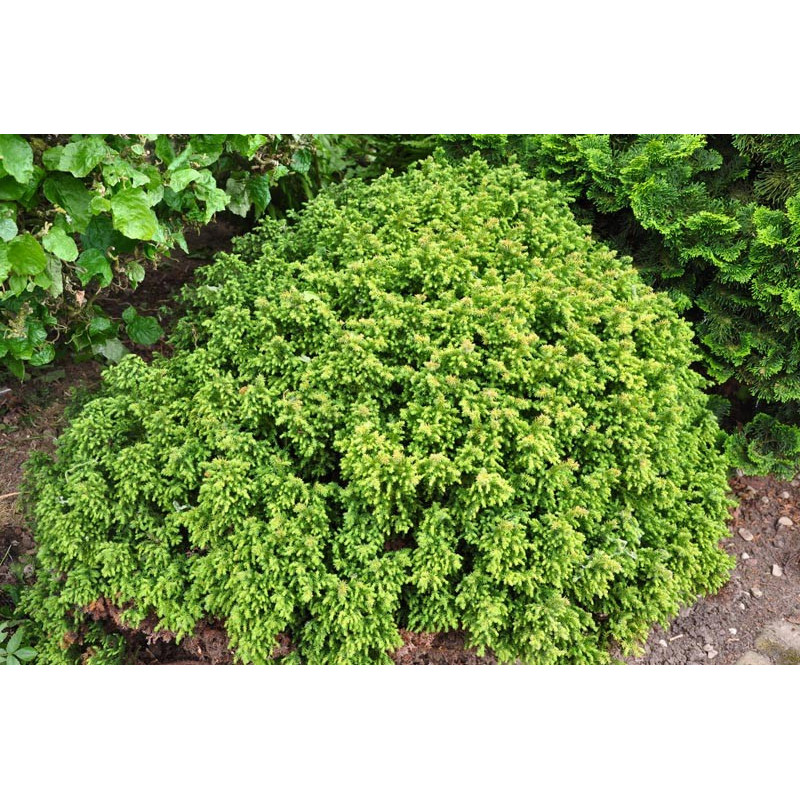 cryptoméria japonica cryptoméria japonica