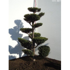 taxus media hatfieldii -...