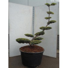 taxus baccata summergold -...