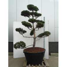 pin sylvestre - bonsaï