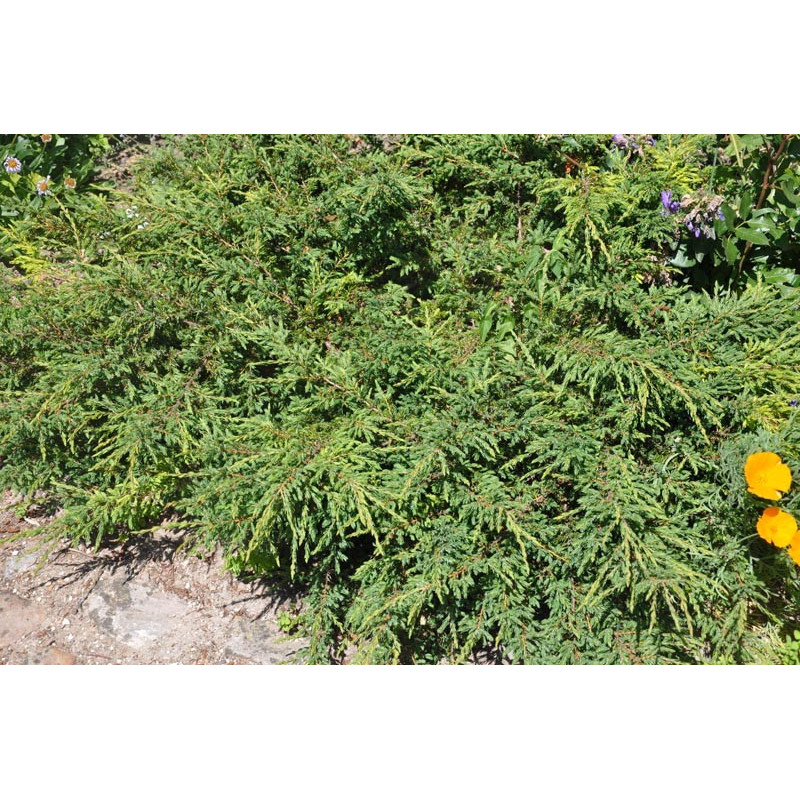 juniperus communis "repanda"