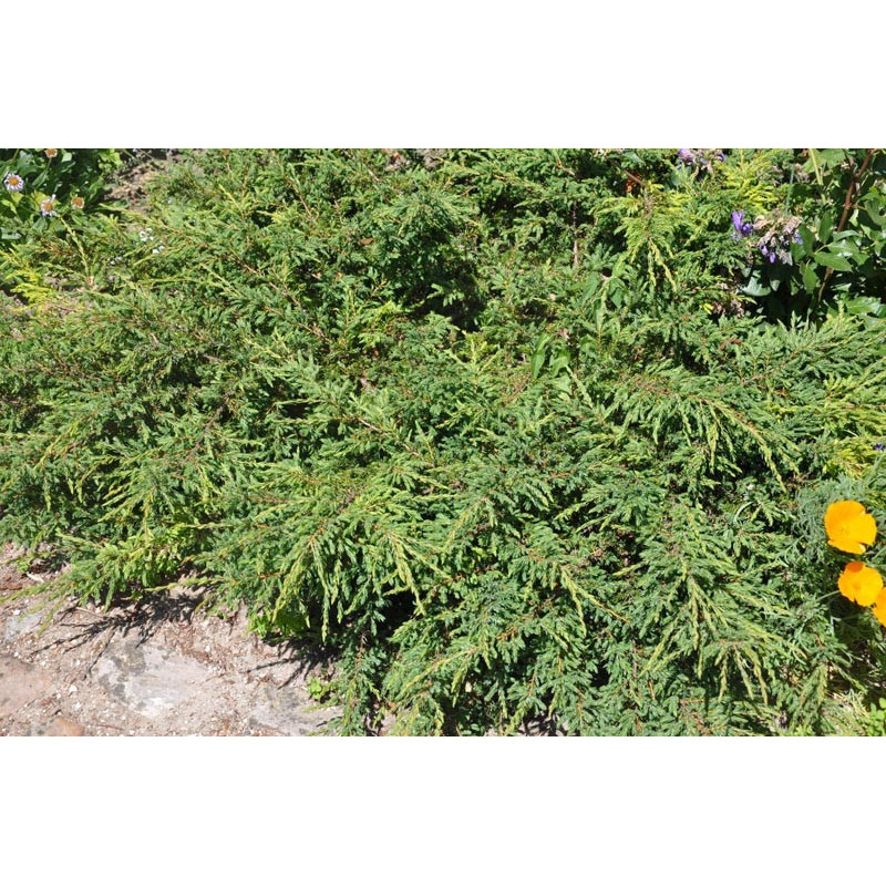 juniperus communis "repanda" juniperus communis "repanda"