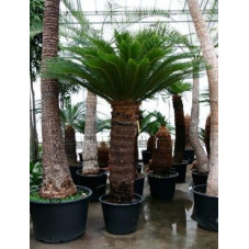 Cycas revoluta  -  250 cm