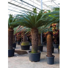 cycas revoluta - 300 cm