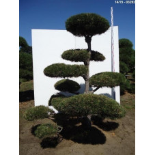 pin noir d'Autriche - bonsaï