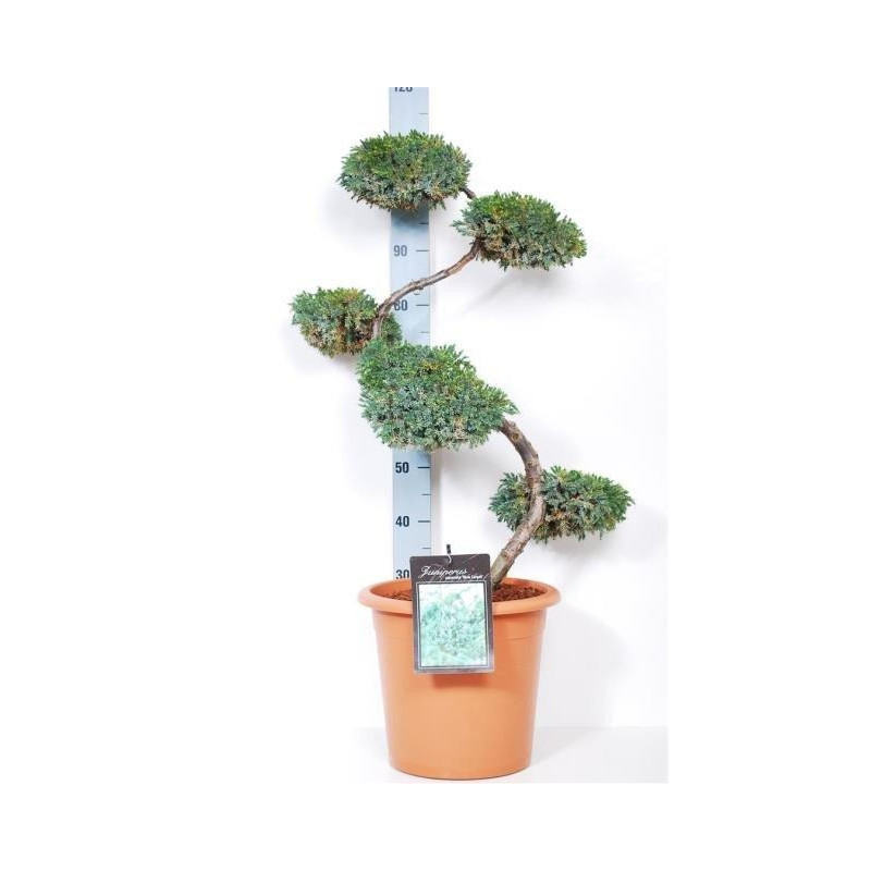 genevrier écailleux 100/120 pot de 40 cm - 25 litres genevrier écailleux 100/120 pot de 40 cm - 25 litres