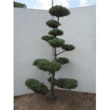 pinus parviflora glauca -...