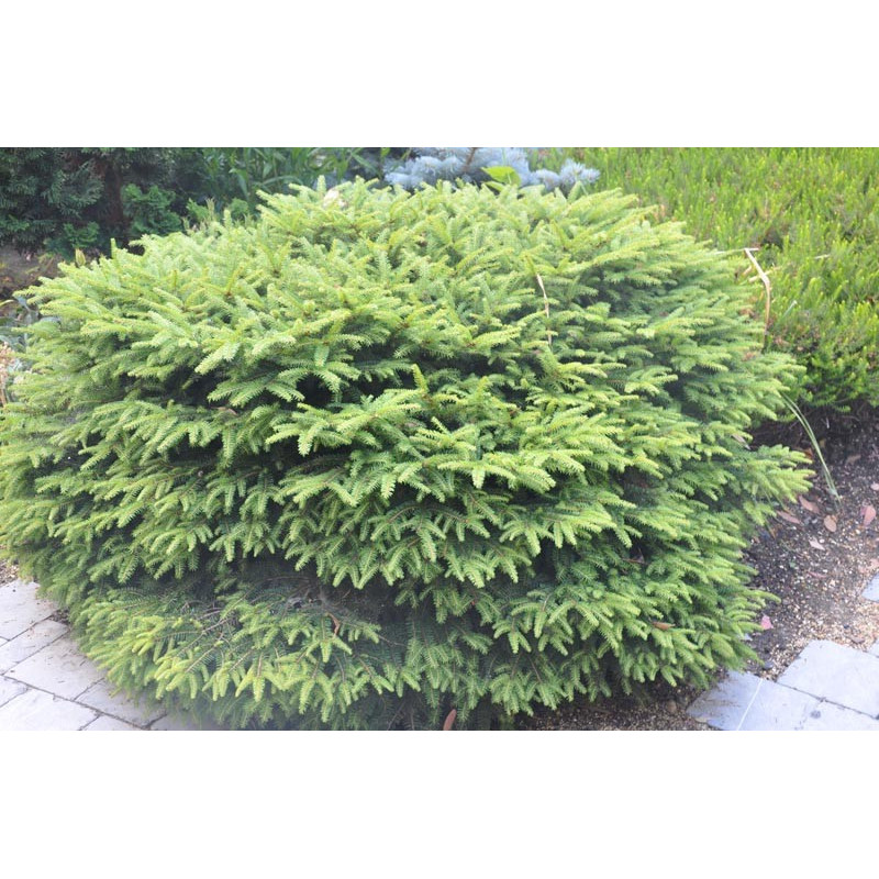 picea abies nidiformis picea abies nidiformis