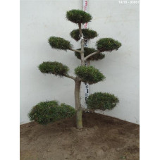 pinus concorta
