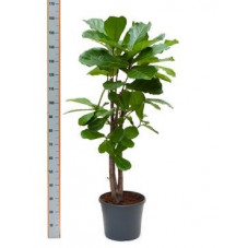 ficus lyrata - 150 cm