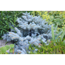 picea pungens "glauca globosa"