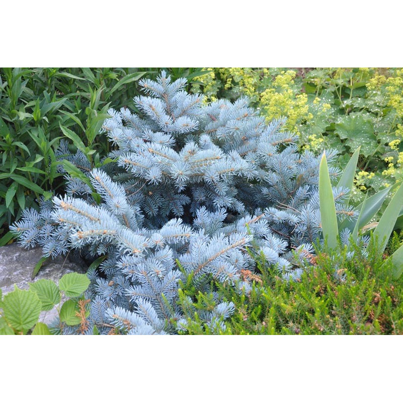 picea pungens "glauca globosa"