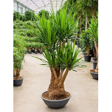 Yucca elephantipes - 180 cm