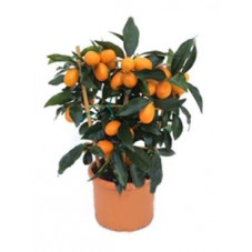 citrus kumquat