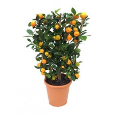 oranger d'appartement calamondin 75 cm