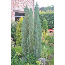 chamaecyparis lawsoniana "elwoodii"