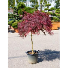 acer japonica inaba shidare 160 cm demi-tige