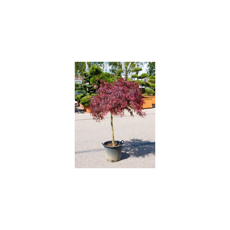 acer japonica inaba shidare 160 cm demi-tige