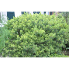 pinus sylvestris "watereri nana"