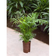 chamaedorea elegans