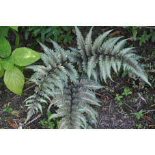 Fougère - athyrium