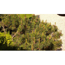 pinus mugo "pumilio"